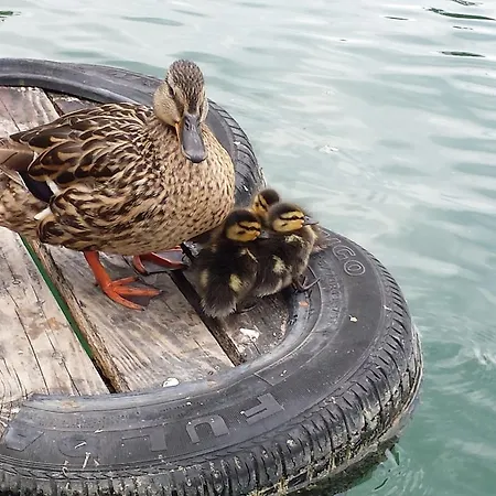 Guest house Carman House 3*