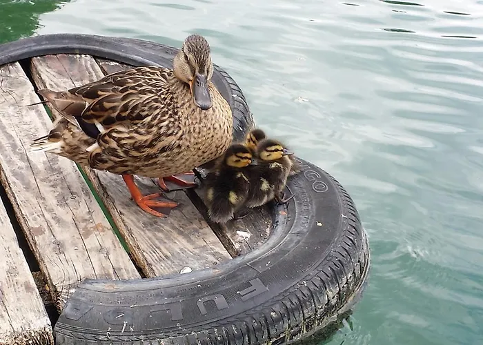 Pensjonat Carman House 3*